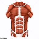 Abdominal Wall