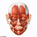 Facial Muscles