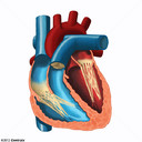 Heart Ventricles