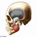 Masseter Muscle