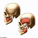Masticatory Muscles