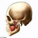 Pterygoid Muscles