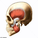 Temporal Muscle